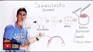 Embriologia humana [upl. by Eittap]