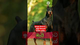 ඉපදුන මාසයට අනුව ඔයාගේ බල්ලා කවුදDennam jambo [upl. by Kieger]