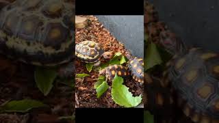 South American Cherry Head Red Foot Tortoise Hatchlings [upl. by Merrill]