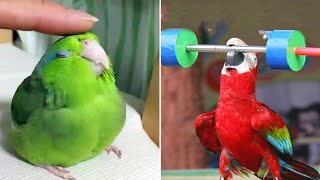 Smart And Funny Parrots Parrot Talking Videos Compilation 2023  Cute Birds 25 [upl. by Gwendolen]