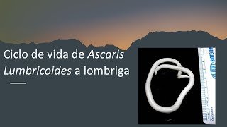 Ascaridíase  ciclo de vida de Ascaris lumbricoides a lombriga [upl. by Inail]