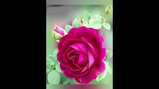 Beautiful Rose Flowers Wallpaper Photos  Whatsapp profile Picture 🌸❤️🌹🌷 [upl. by Fenner748]