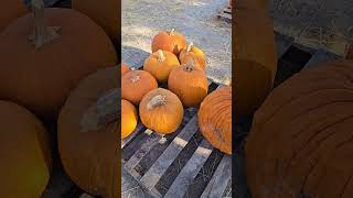 Pumpkin Patch Season is Over comingsoon tasteoftheholidaymenu wedonotownrightstomusic satx [upl. by Yntrok]