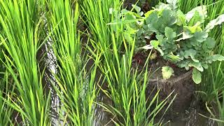 Intercropping vegetables in rice field using gunny bags for better nutrition amp economy India [upl. by Cornie]