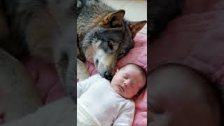 Wolf sleeps with child [upl. by Pricilla]