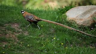 Reeves Pheasant  Syrmaticus reevesii [upl. by Laoj]