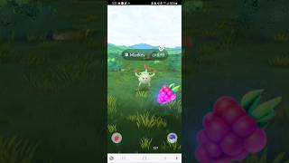 💥💥💯💯High CP Shiny Mankey ✨️ OH YEAH BABY [upl. by Rika89]