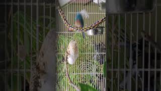 Blue capped cordon bleu waxbill finch singing and dancing 2 [upl. by Angelo]