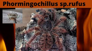 phormingochilus rufus care [upl. by Llehcar411]