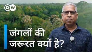 तीन भारत के जितने जंगल क्यों काटे गए Why are forests so important [upl. by Harleigh158]