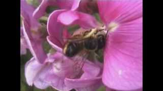 Willughbys Leaf cutter Bee Megachile willughbiella [upl. by Remark900]