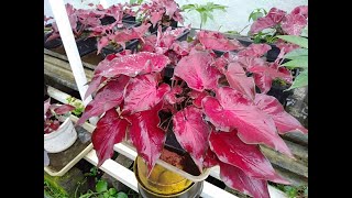 Visit the Caladium Nursery in Semarang Indonesia [upl. by Aicena]