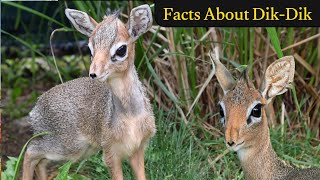 50 Facts About Dik Dik  The lifespan of dikdik  Dikdik are shy and elusive animals  facts about [upl. by Fawcett]