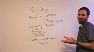 Marijuana Toxicity in Pets [upl. by Petit118]