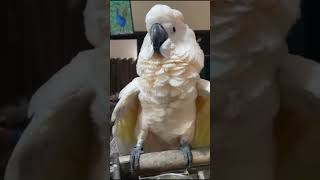 Cockatoo pet Parrotcockatoo birds cockatiel parrot parrotparrot shorts trending viralshort [upl. by Griff585]