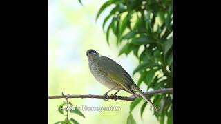 Lewins Honeyeater australianbirds birds [upl. by Cullin995]