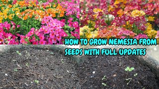 HOW TO GROW NEMESIA FROM SEEDS WITH FULL UPDATES [upl. by Elgna389]