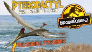 What Was The Pterodactyl  The Dinosaur Channel [upl. by Norvin]