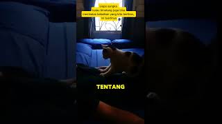 BALAS BUDI KUCING KEPADS MAJIKANNYA [upl. by Robbins902]