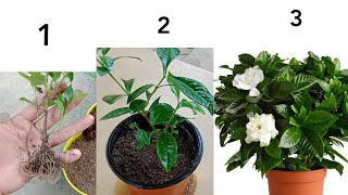 How To Grow Gardenia From Cuttings  Gardenia Plants Cutting  Gandharaj Plant Cuttings [upl. by Yntruoc]