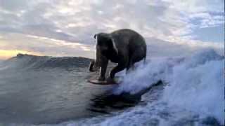 Surfing Elephant [upl. by Fanny]