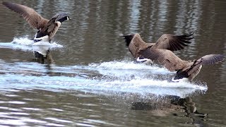 Geese fighting amp honking loud sounds [upl. by Sacul]