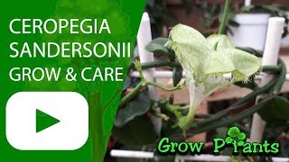 Ceropegia sandersonii  grow amp care Parachute plant [upl. by Noval]