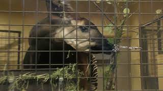 オカピの食事風景 上野動物園 2017年10月29日 [upl. by Nileak]