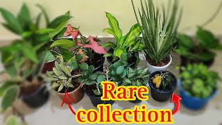 The Secret World of Rare Plants [upl. by Hsirrap]