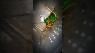 Camel Spider vs Katydid 🔥🔥InsectWars insects fypシ゚viral arachnid wildlife [upl. by Jolda103]