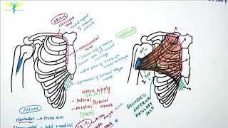 Pectoralis Major Muscle  Origin  Insertion  Nerve supply  Actions [upl. by Nnylyam]