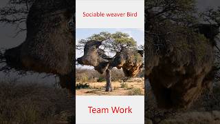 Sociable weaver  உலகிலே மிகப்பெரிய கூடு கட்டும் சிறிய பறவைகள் svdbdocuments [upl. by Enilauqcaj]