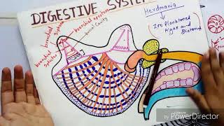 DIGESTIVE SYSTEM OF HERDMANIA [upl. by Aenehs]