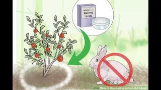 Put Baking Soda On Your Garden Plants and This will Happen [upl. by Munro]