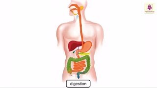 Digestion Process In Human Body Explained Through Animation  Science Grade 4  Periwinkle [upl. by Elton]