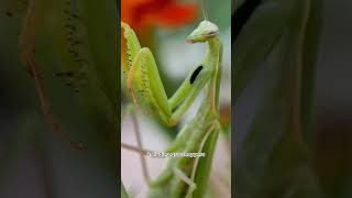 the terrible praying mantis that starts to eat its prey alive [upl. by Legnaros]