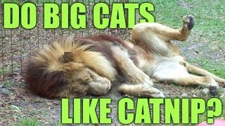 Do BIG Cats Like Catnip PART 2  The quotSciencequot [upl. by Akcire]