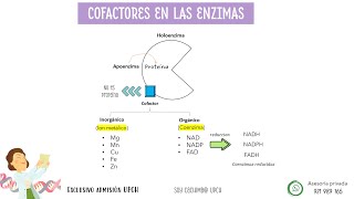 Examen admisión UPCH Cayetano Heredia PRE CAYETANO [upl. by Hajidak40]