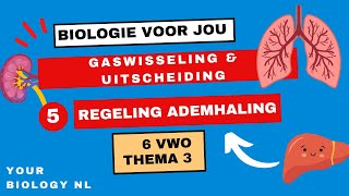 6 vwo  Gaswisseling amp Uitscheiding  5  Regeling ademhaling [upl. by Anner]