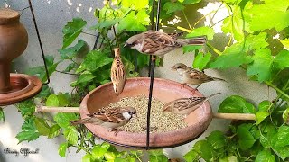 Simple Bird Feeder Homemade  How To Make A Bird Food And Water Feeder [upl. by Marlyn615]