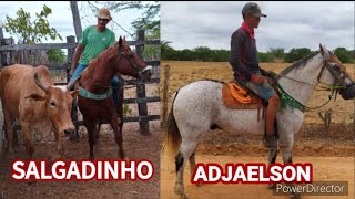 vai ter carreira do boi salgadinhoo boi tá doente salgadinho vs adjaelson [upl. by Sopher]