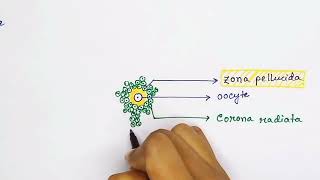 Graafian follicle structure english  Oocyte structure [upl. by Daas]