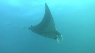 quotThrilling Encounter Diving with Majestic Manta Rays and Sharksquot [upl. by Lethia]