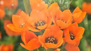 How to Grow Ornithogalum [upl. by Ttelracs567]