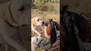 Kaalu Or Roxi  Akele Kaise Bachau  birds bird animalsneedpeople labrador streetdog shorts [upl. by Granger]