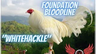 Whitehackle  The 4 Foundation Bloodlines Part 1 [upl. by Specht]