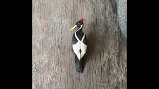 Ivory Billed Woodpecker Lives [upl. by Ahsienahs534]