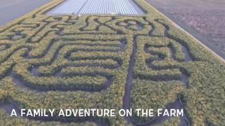 The Sunn Hemp Maze at Grandaddys Farm Fresh Produce [upl. by Nivrehs]