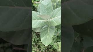 Calotropis  biology morphology  naturelove nature biology neetug aiims humanbody jee pw [upl. by Bronwen]