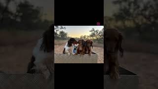 Outback hounds dachshund australia [upl. by Torbert483]